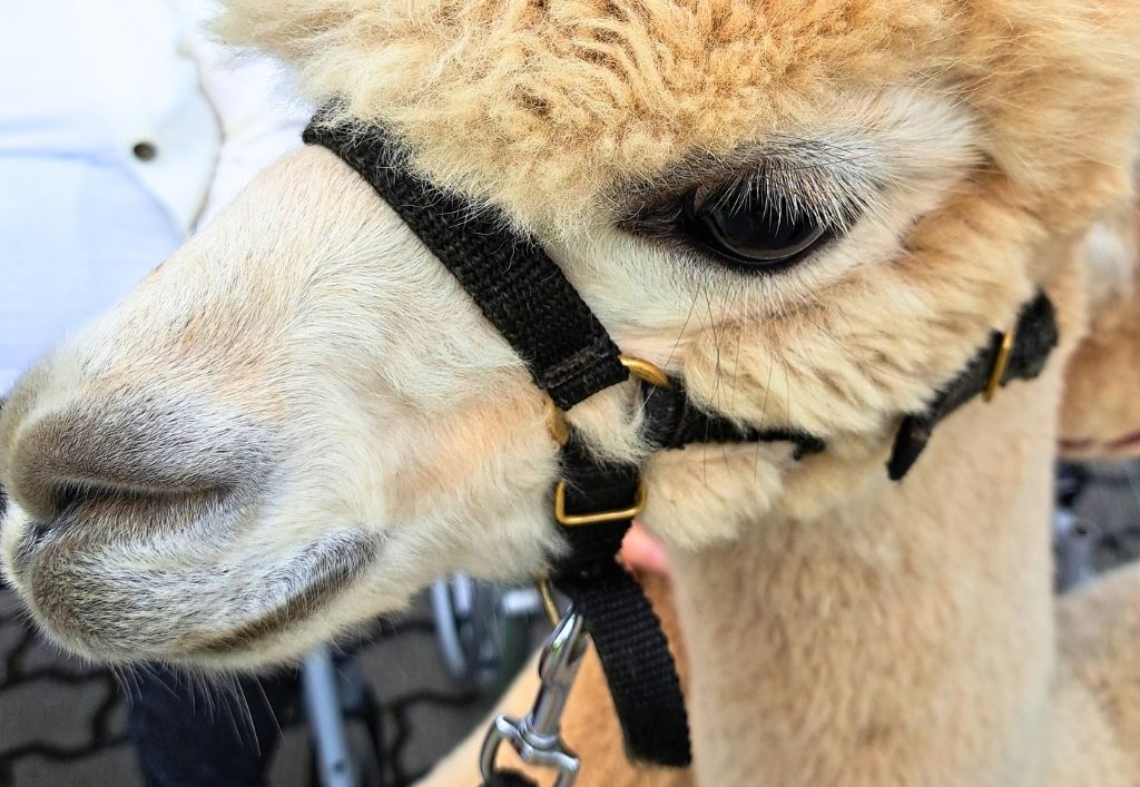 Tierischer Besuch im ASB-Pflegeheim Königsbrück