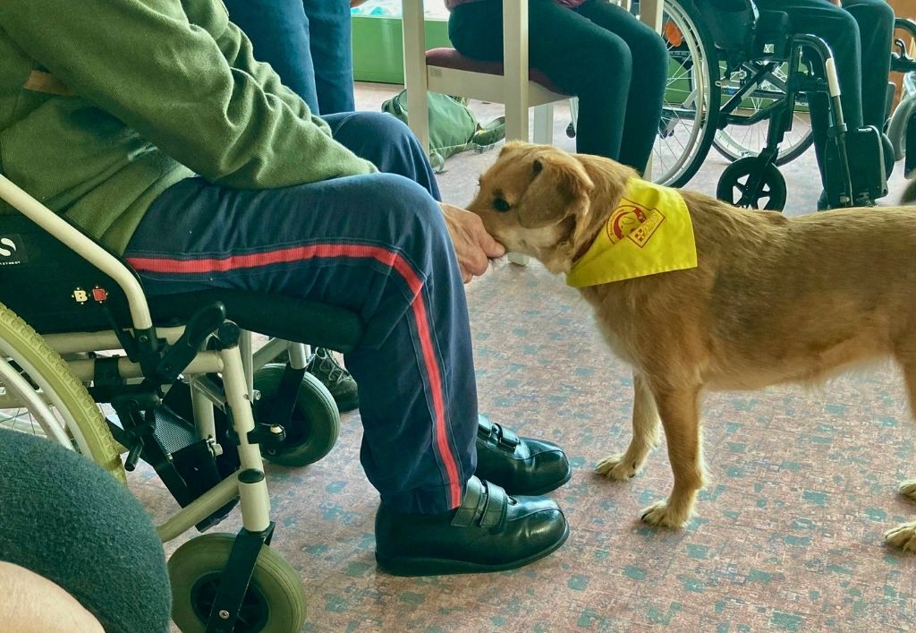 Besuchshundeteam besteht erfolgreich Wiederholungsprüfung