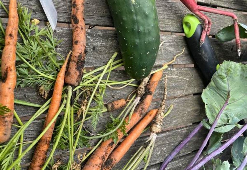 Ein halbes Gartenjahr voller Leben – Die Gartengruppe im Seniorenheim „Am Gorbitzer Hang“ berichtet