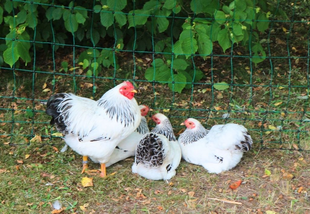 Tierische Gäste im ASB-Pflegeheim „Am Schlosspark“ Königsbrück