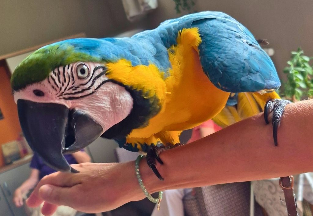 Farbenfroher Überraschungsgast mit Schnabel in der Tagespflege Radeberg